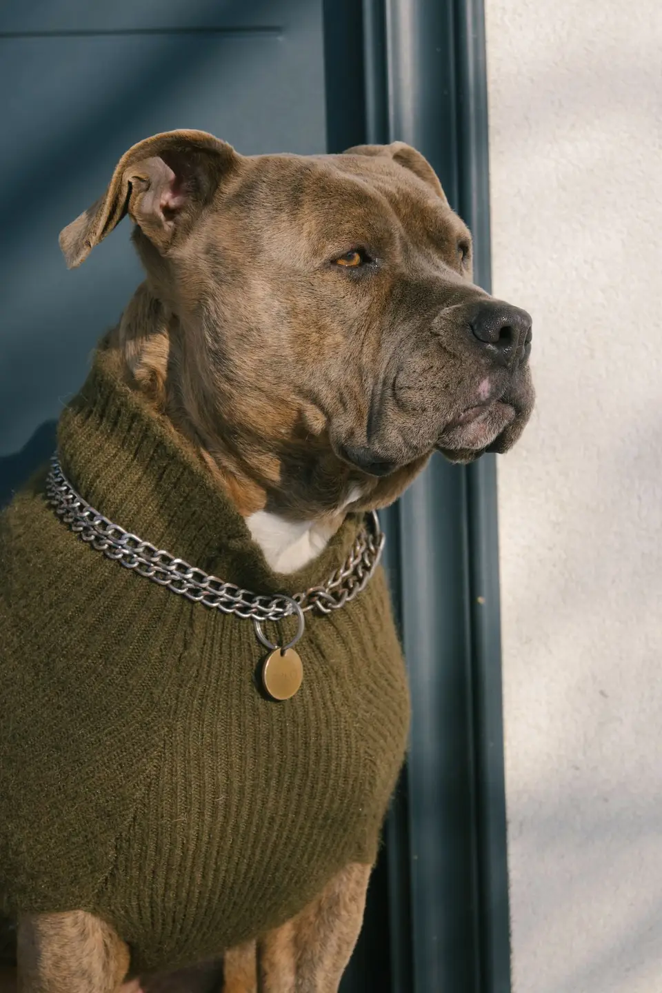 Sweter dla dobermana