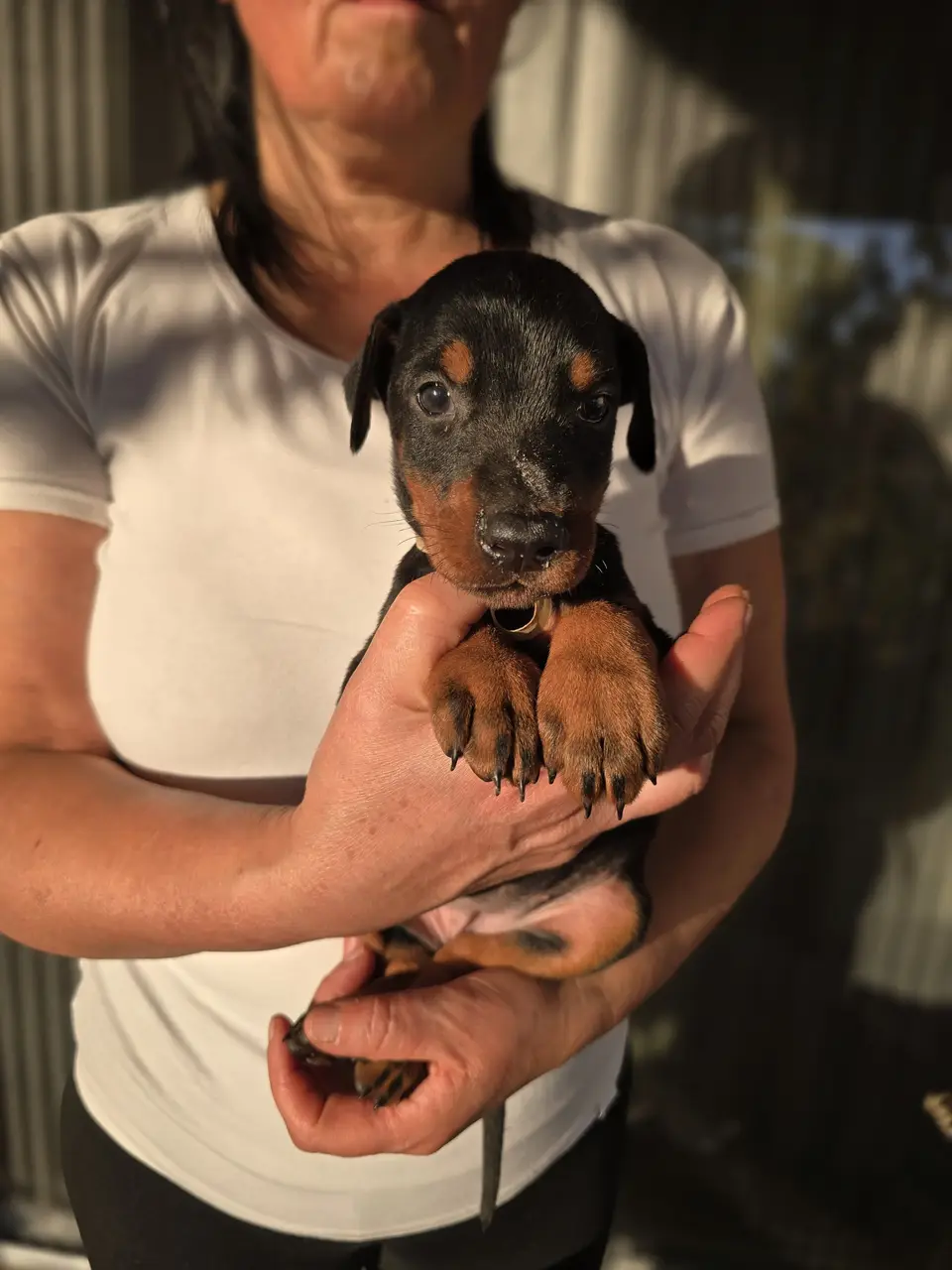 Gold, Doberman puppy, photo 1