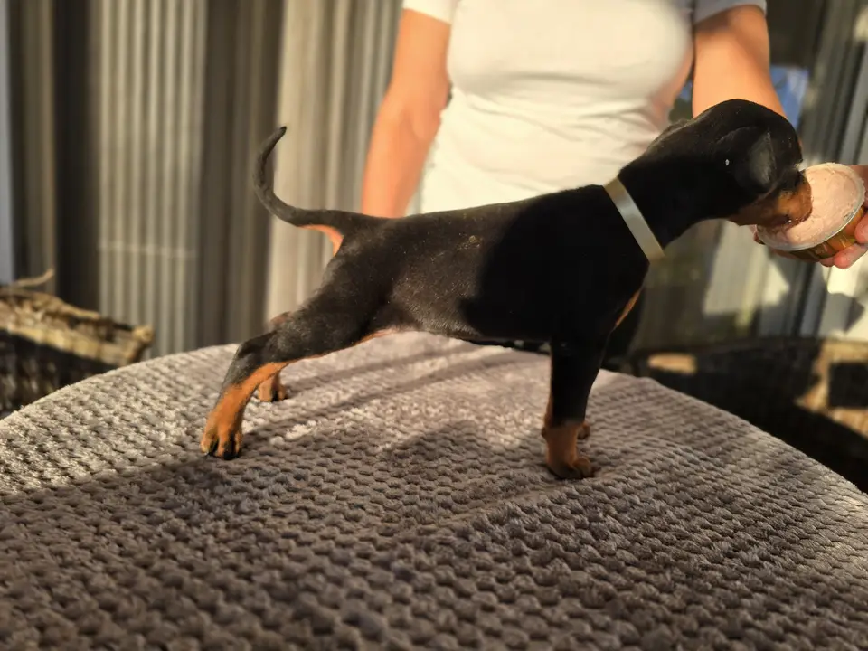Gold, Doberman puppy, photo 3
