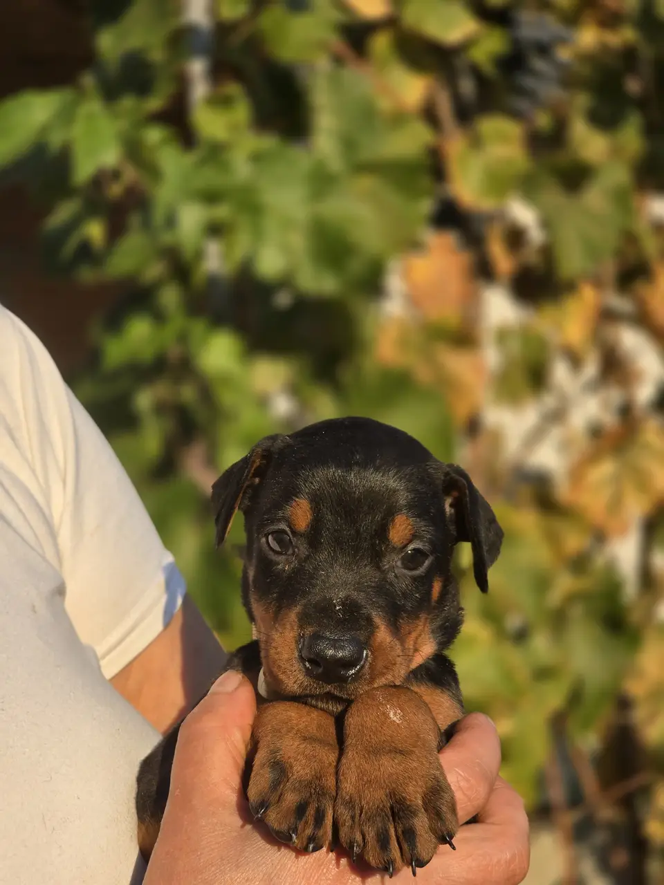 Gold, female doberman born 23 August 2026