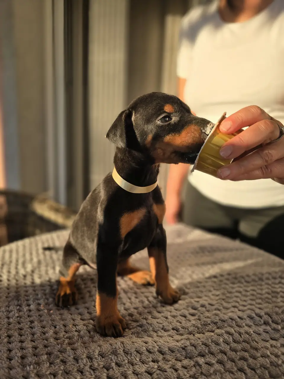 Gold, Doberman puppy, photo 2