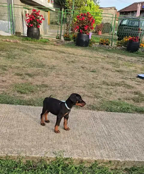 Blue standing on a concrete path in the garden