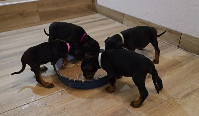 Four Dobermann puppies eating from a shared bowl on the floor at home