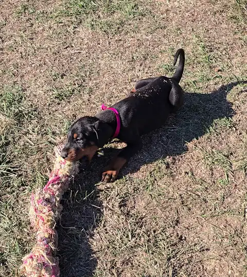 A puppy in a pink collar pulling a thick rope across the grass