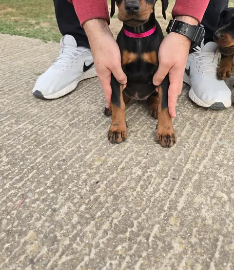 Raspberry sitting on the pavement in a coloured collar