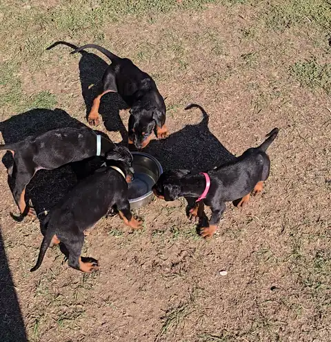 Puppies drinking water from a metal bowl