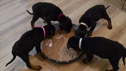 Four puppies eating together from one bowl