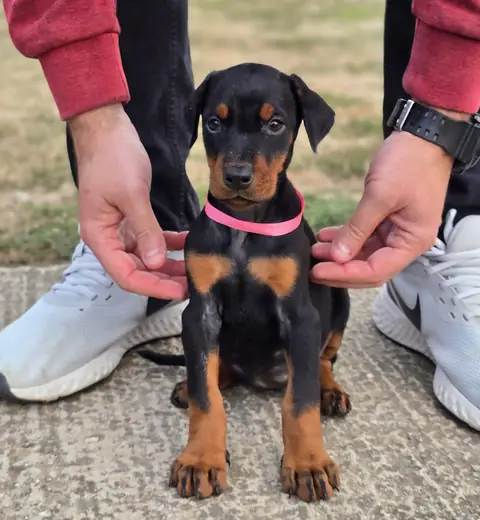 Pink sitting on the pavement in a coloured collar