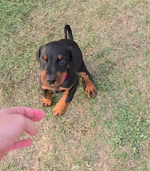 A puppy coming to the carer's hand on the grass