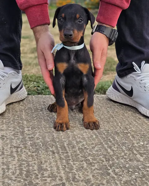 Blue sitting on the pavement in a coloured collar